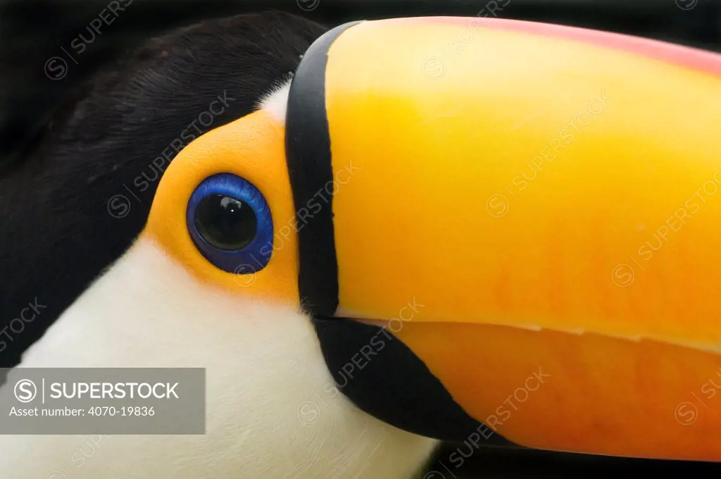 Toco toucan (Ramphastos toco) head close-up, captive