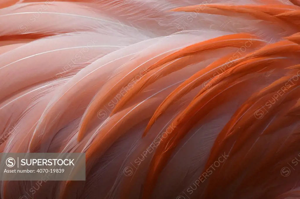 Greater flamingo (Phoenicopterus ruber) close-up of back feathers, captive