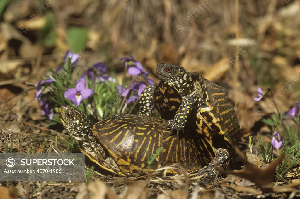 Ornate box turtles Terrapene ornata ornata} mating pair, Illinois, USA