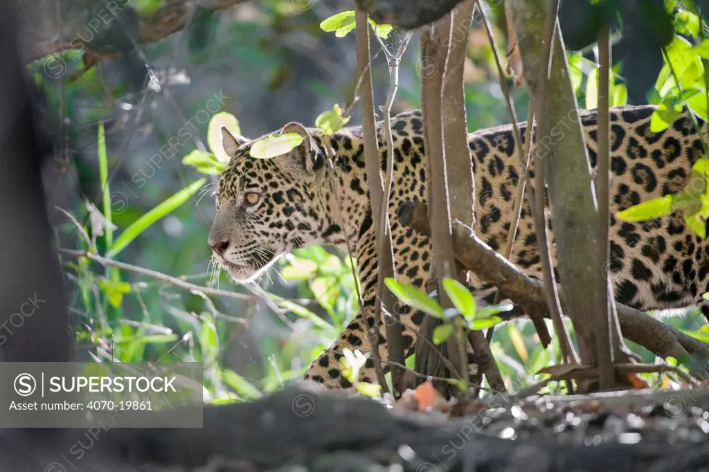 Jaguar (Panthera onca), one-year cub walking through vegetation, Cuiaba River, Pantanal, Brazil. near threatened species