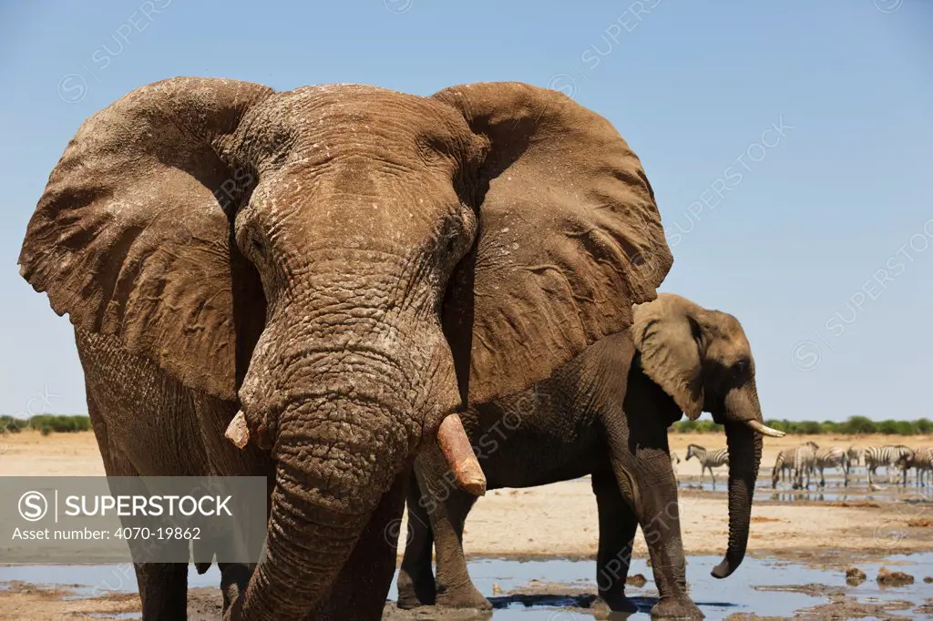 African elephants (Loxodonta africana) drinking at waterhole, Etosha National Park, Namibia October Photo by SHARON HEALD