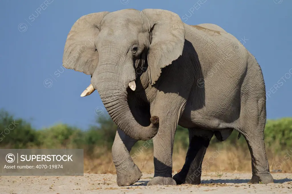 African elephant (Loxodonta africana) bull in musth showing urine dripping, Etosha National Park, Namibia October