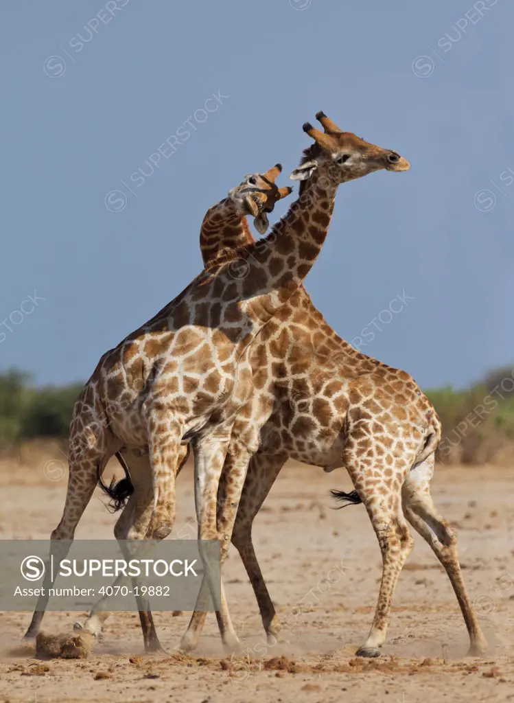 Giraffe (Giraffa cameloparalis) two individuals necking / fighting, Etosha National Park, Namibia October