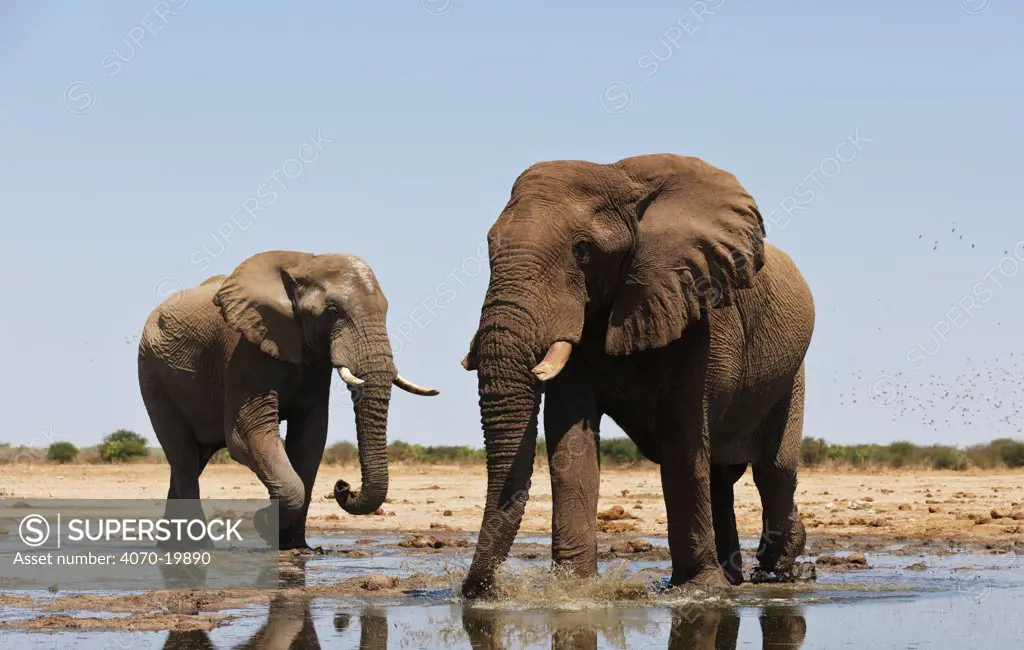 African elephants (Loxodonta africana) two old bulls at a waterhole, Etosha National Park, Namibia October - photo by SHARON HEALD