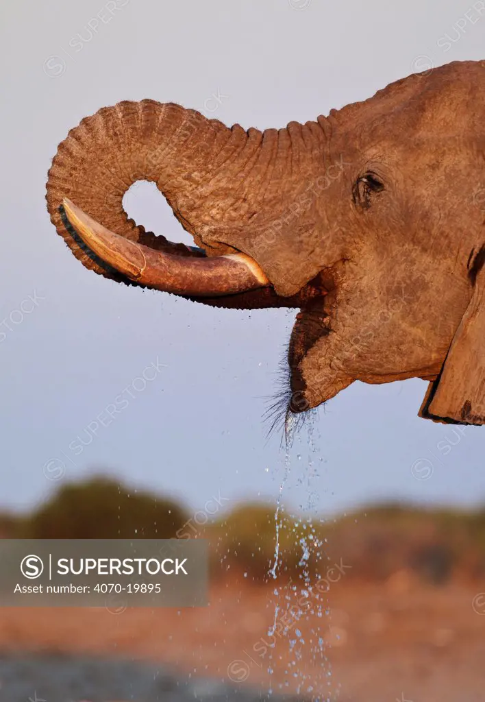 African elephant (Loxodonta africana) drinking profile, Etosha National Park, Namibia October