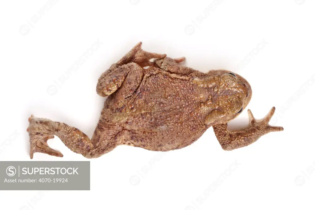 Common european toad (Bufo bufo) dorsal view, photographed on a white background, Peak District National Park, Derbyshire, UK, March.