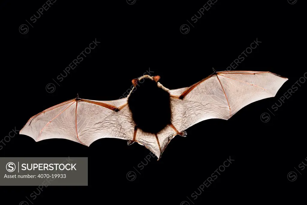 Common pipistrelle bat (Pipistrellus pipistrellus) backlit to show bone stucture, Derbyshire, UK. Dead speciman.