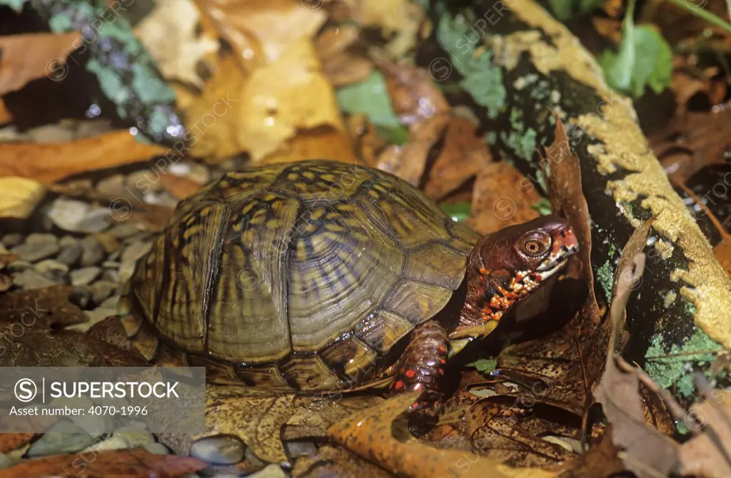 Three toed box turtle in water Terrapene carolina triunguis} Missouri, USA