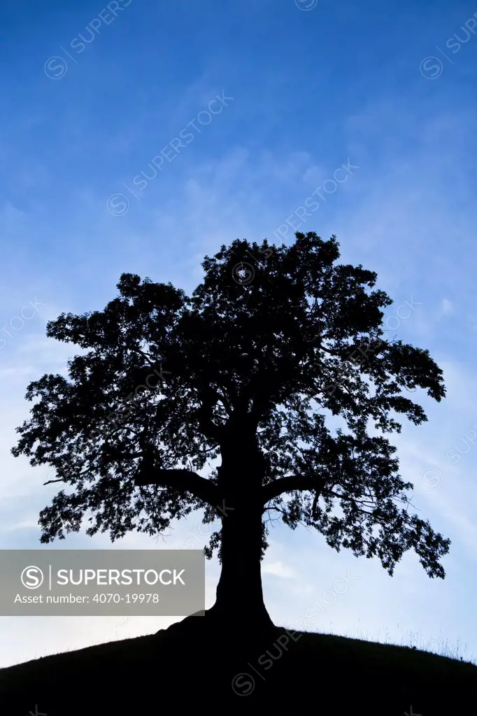 English Oak tree (Quercus robur) silhouetted against a blue sky, Peak District National Park, Derbyshire, UK, October.