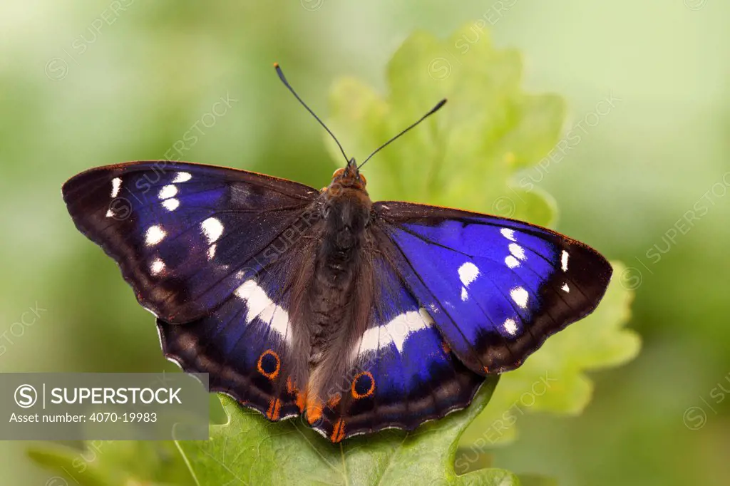 Purple emperor butterfly (Apatura iris) male on English Oak (Quercus robur) leaf basking with wings open, UK, Captive.