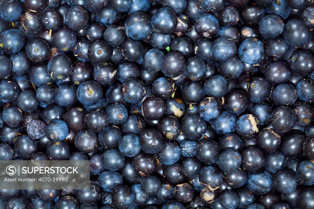 Blackthorn fruit 'sloes' (Prunus spinosa) close up of fruit, Derbyshire, UK, October.