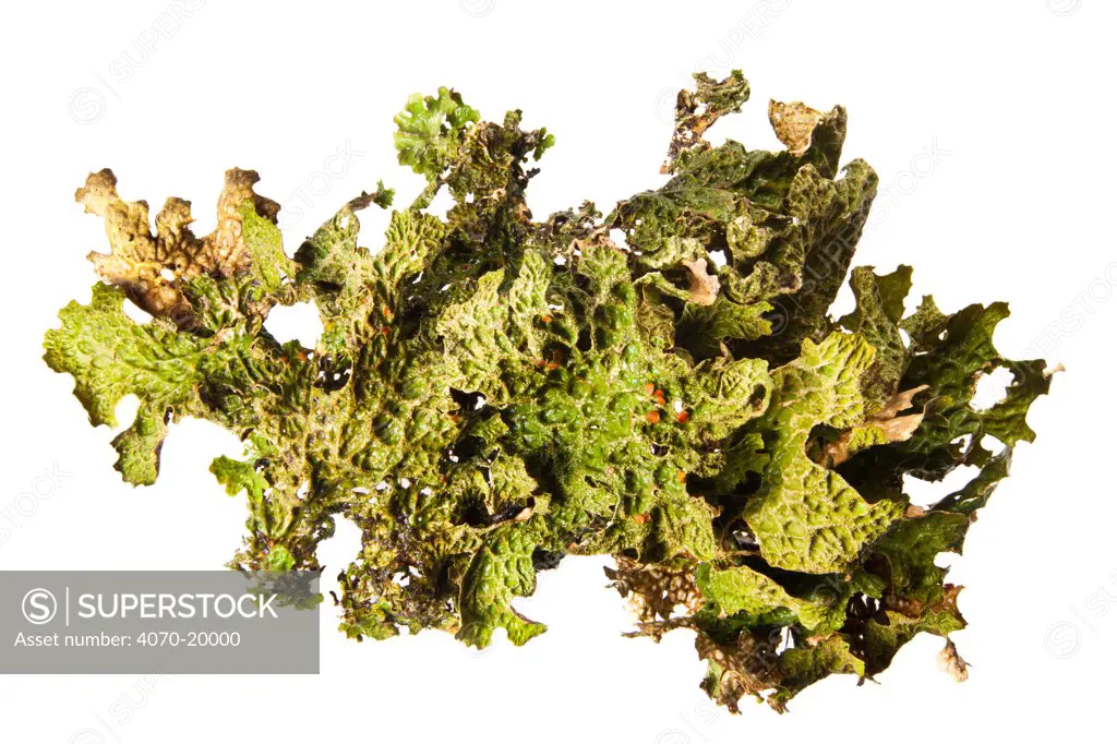 Tree lungwort lichen (Lobaria pulmonaria) Inverness-shire. Scotland, UK.