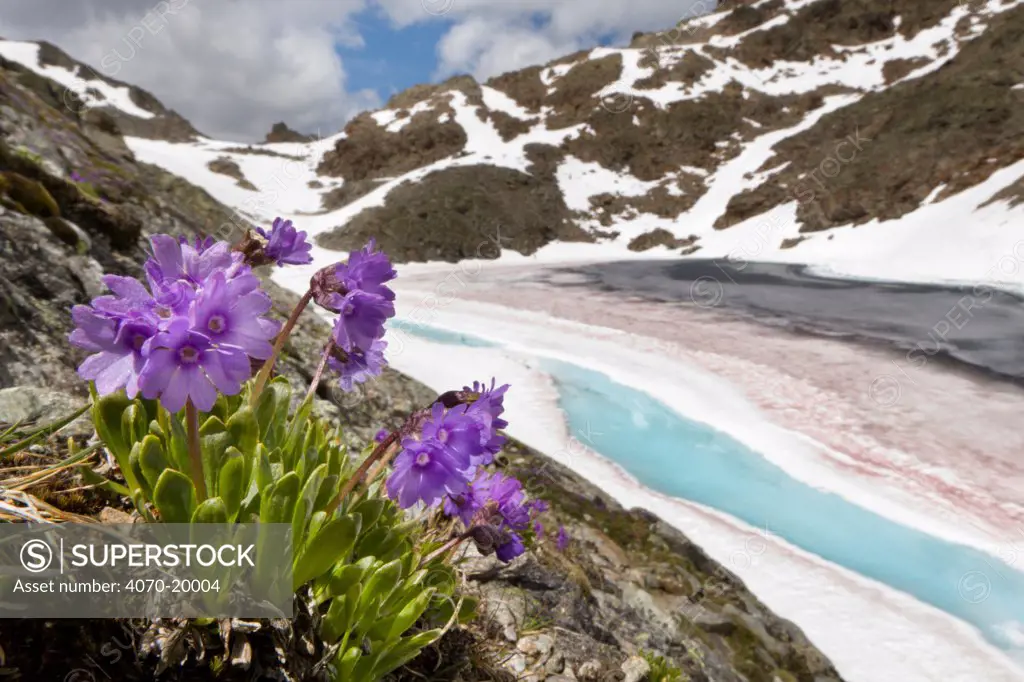 Viscid primrose (Primula latitolia) on mountainside, Nordtirol, Austrian Alps, 2600 metres, June.