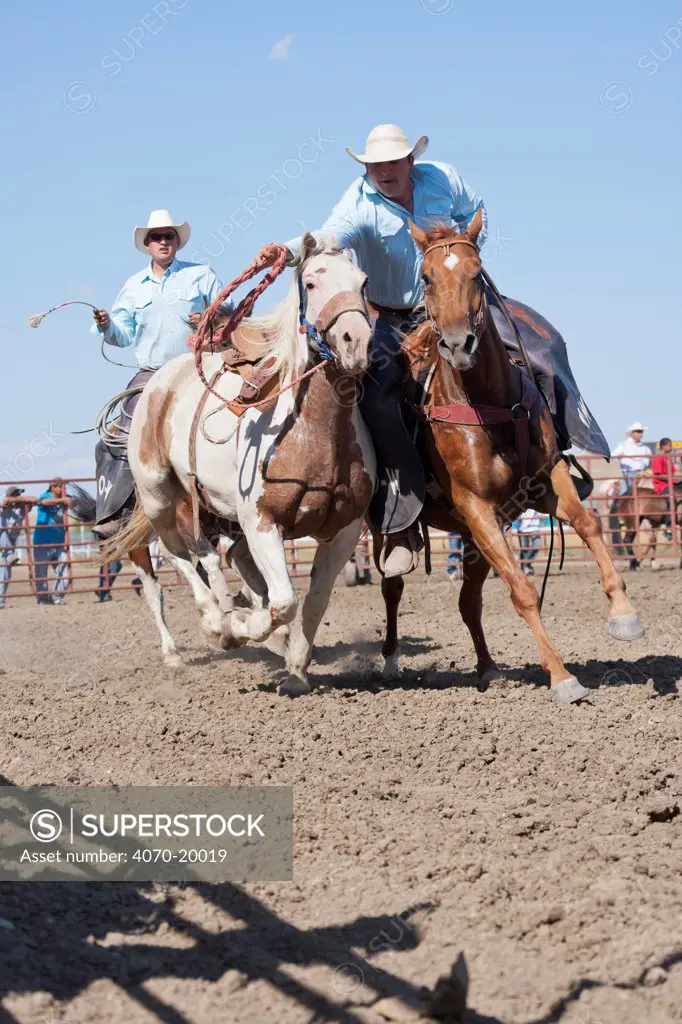 Two Indian cowboys, mounted on quarter horses, try to catch a bronc or wild paint horse during the All Indian Rodeo, at the annual Indian Crow Fair, Crow Agency, near Billings, Montana, USA, August 2011