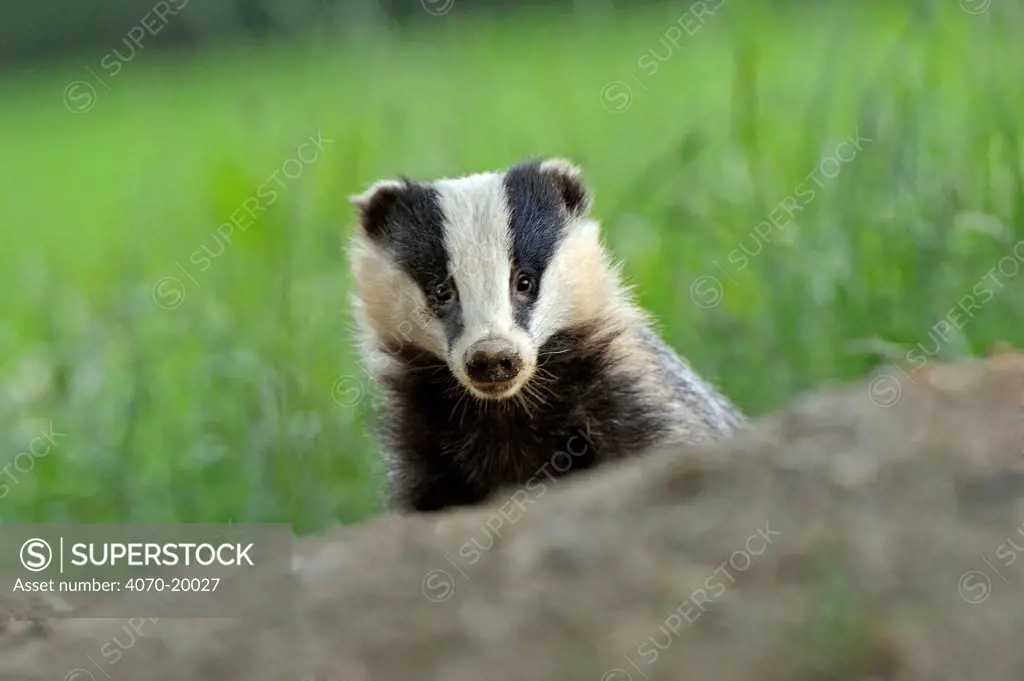 European Badger (Meles meles) looking over hillock at the photographer. Wales, July.