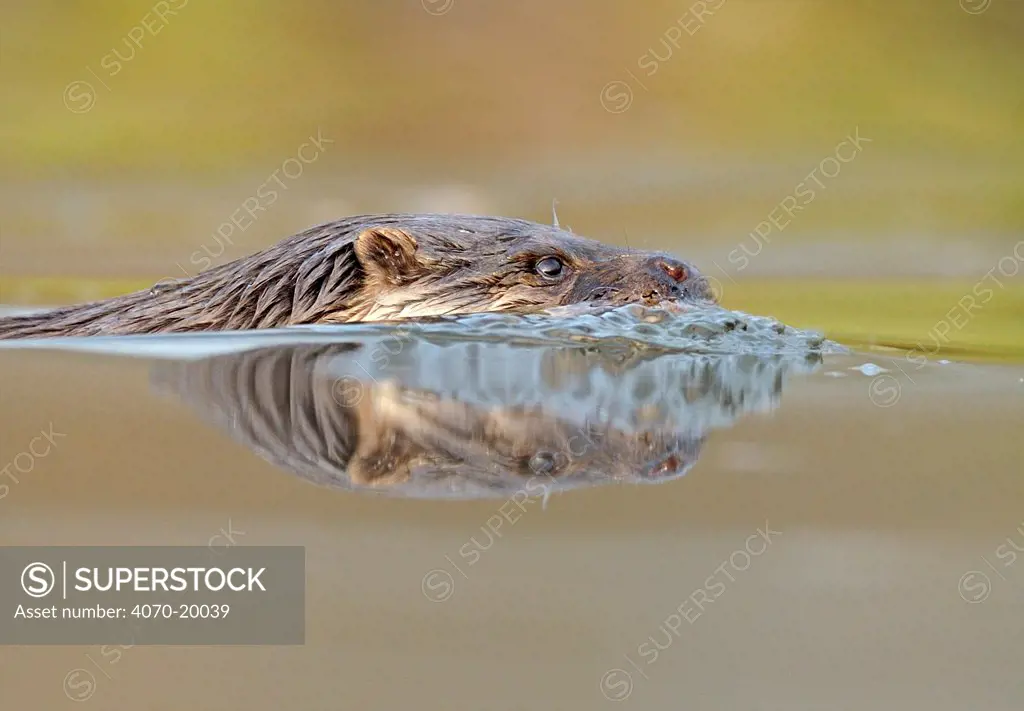 European Otter (Lutra lutra) in profile swimming at water surface. Controlled conditions. UK, November.
