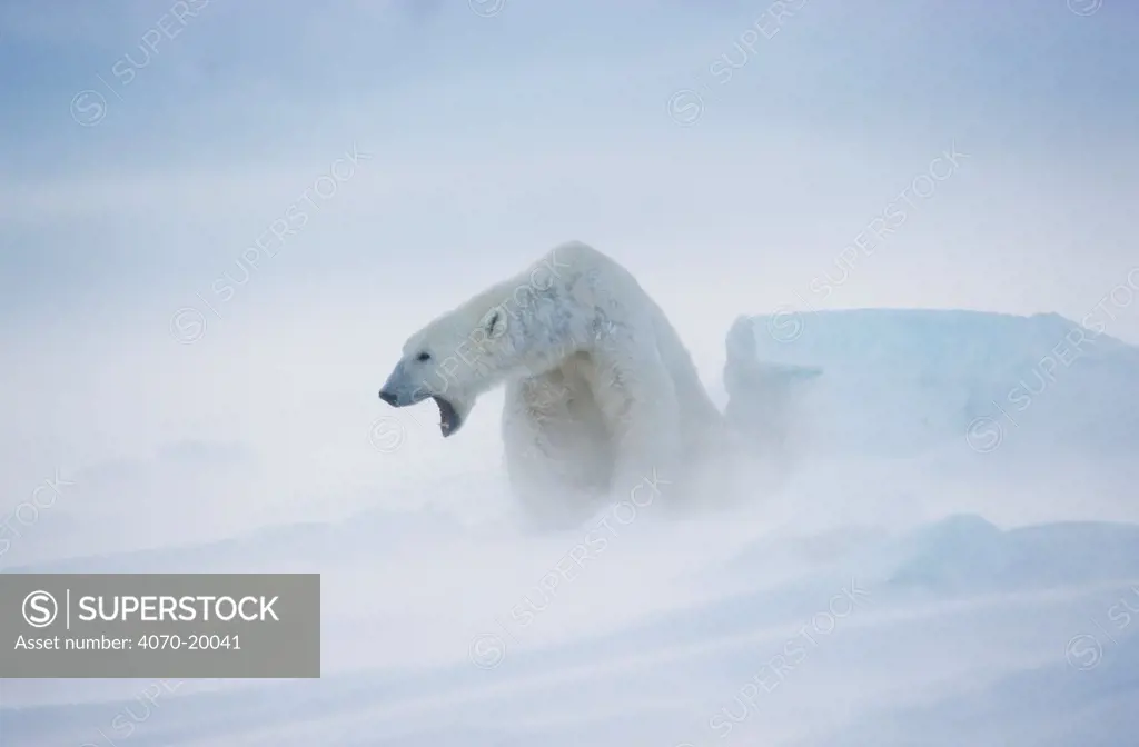 Polar Bear (Ursus maritimus) in snowstorm. Spitsbergen, Norway. Non-excusive.