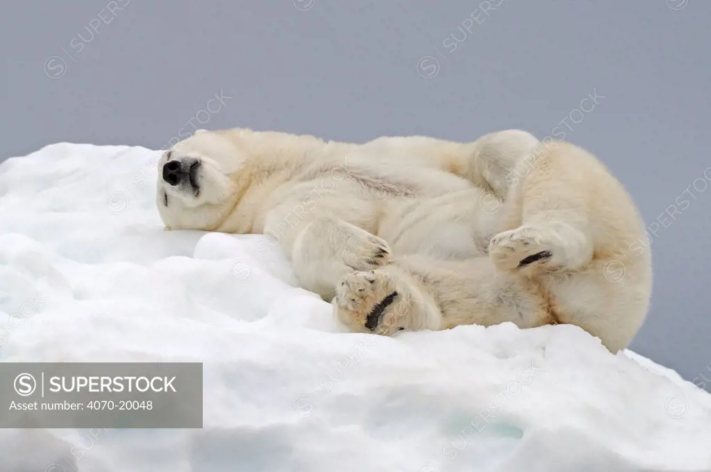 Polar Bear (Ursus maritimus) sleeping on ice. Svalbard, Norway, August.