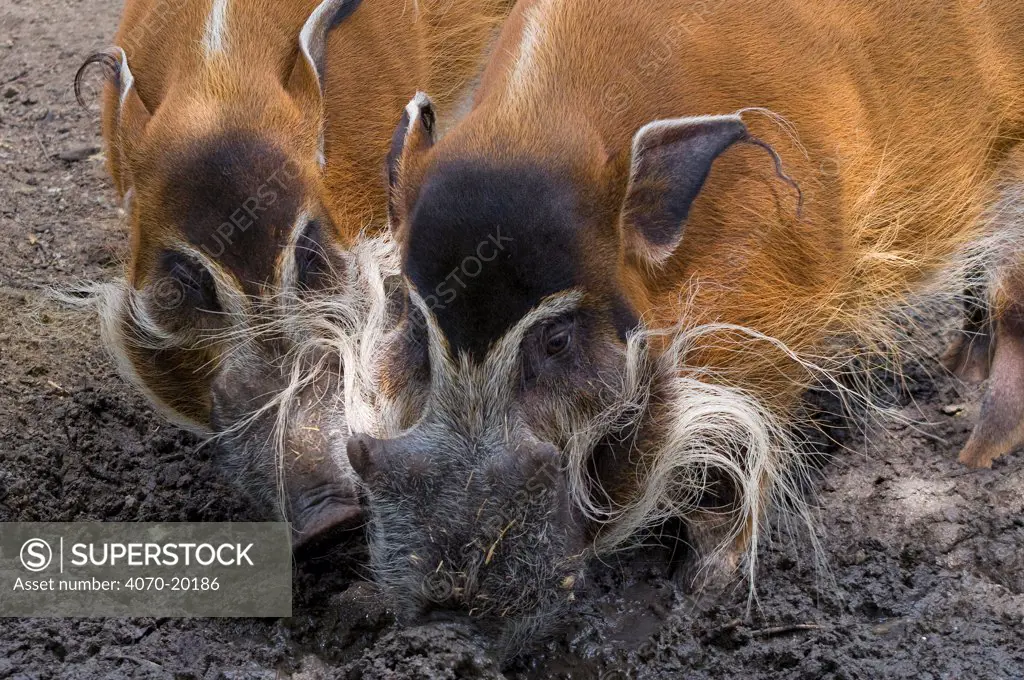 Red river hogs (Potamochoerus porcus) foraging in mud, captive