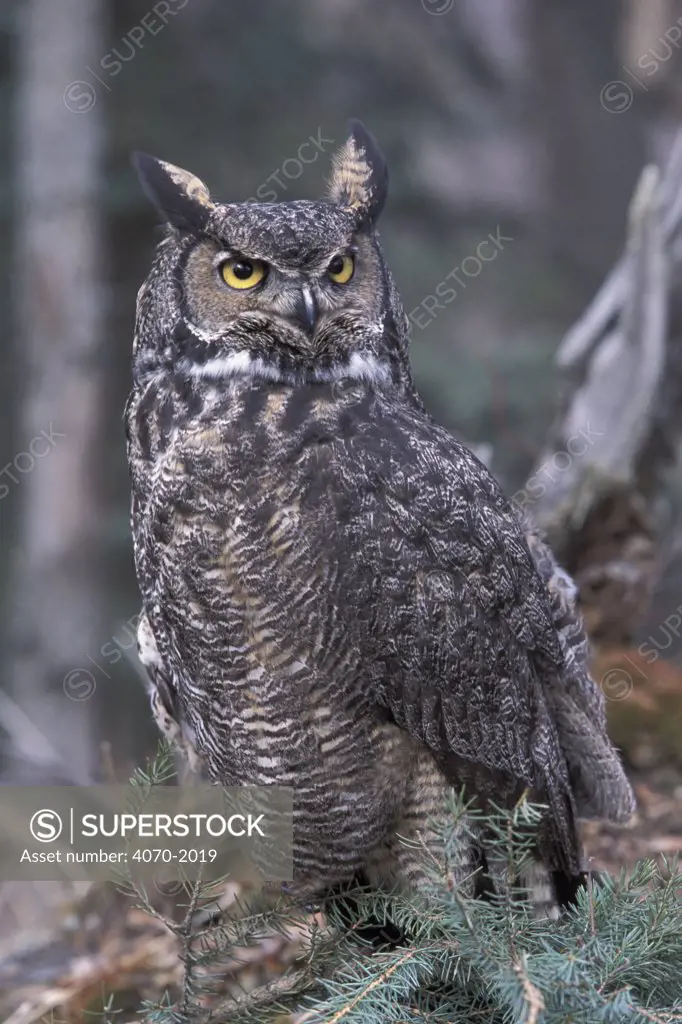 Great horned owl portrait Bubo virginianus} Alaska, USA 