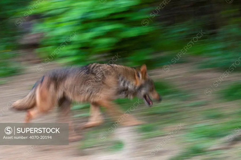 Iberian wolf (Canis lupus signatus) blurred walking profile, captive