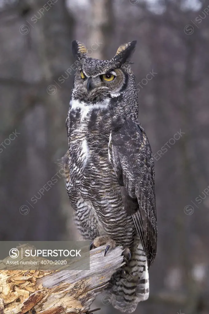 Great horned owl Bubo virginianus} Alaska, US 