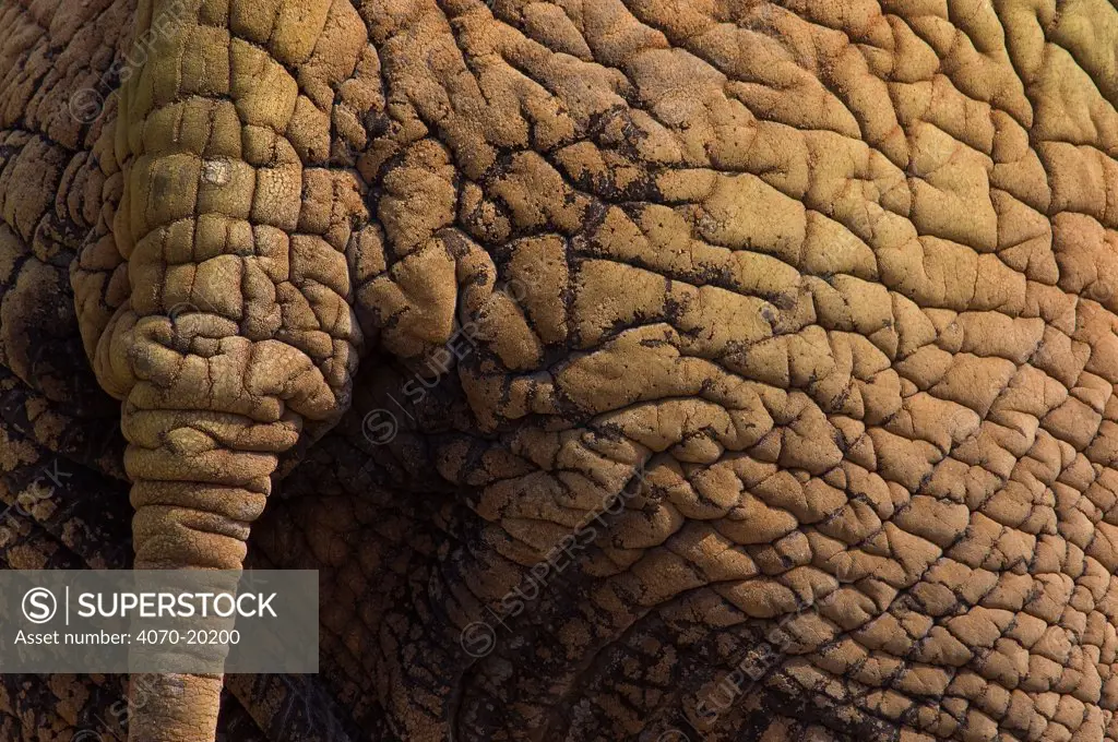 Indian elephant (Elephas maximus) close up of skin and tail, captive