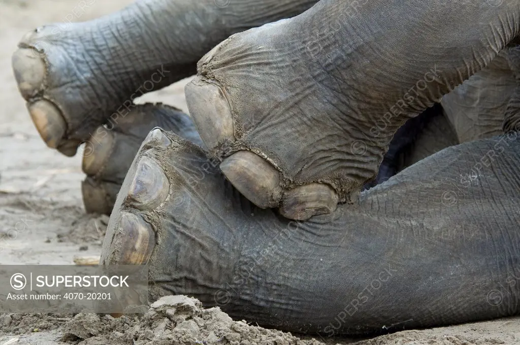 Indian elephant (Elephas maximus) close up of feet and toes, captive
