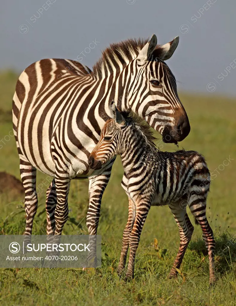 Burchell's Zebra (Equus burchelli) mother with new born foal. Masai Mara, Kenya.