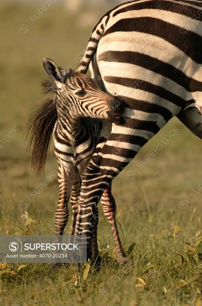 Burchell's Zebra (Equus burchelli) foal hiding under its mother's tail. Masai Mara, Kenya.