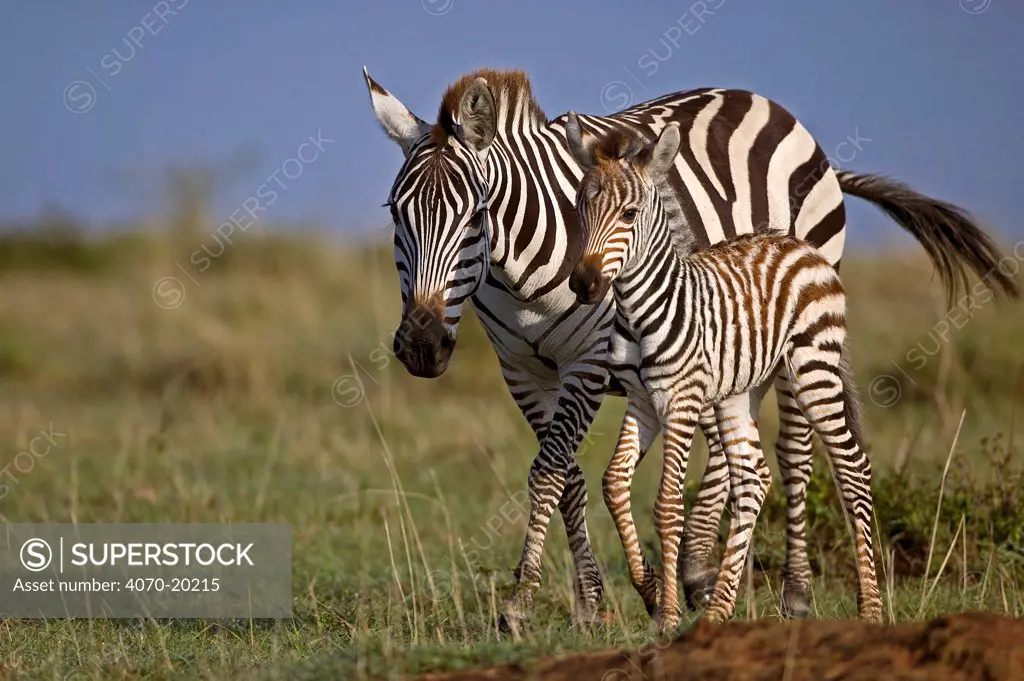 Burchell's Zebra (Equus burchelli) mother with newborn foal. Masai Mara, Kenya.