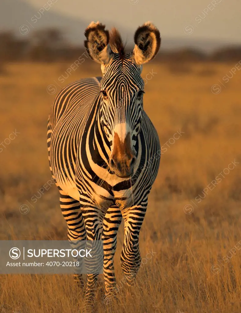 Portrait of Grevy's Zebra (Equus grevyi). Savuti, Kenya.