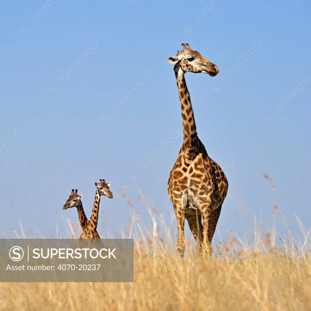 Masai Giraffes (Giraffa camelopardalis tippelskirchi) seen from a low angle. Masai Mara, Kenya, Africa.