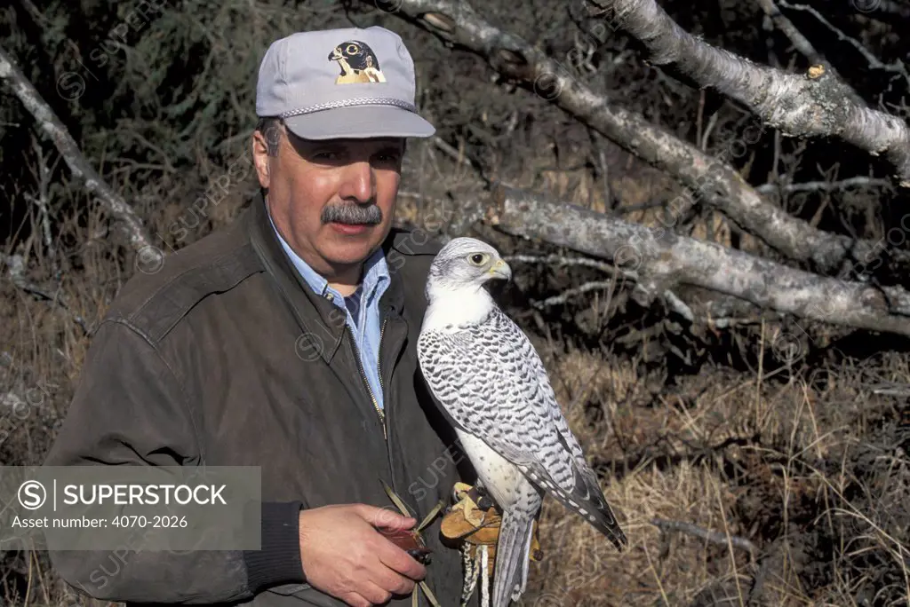 Gyrfalcon with handler Falco rusticolus} Alaska, US - captive 