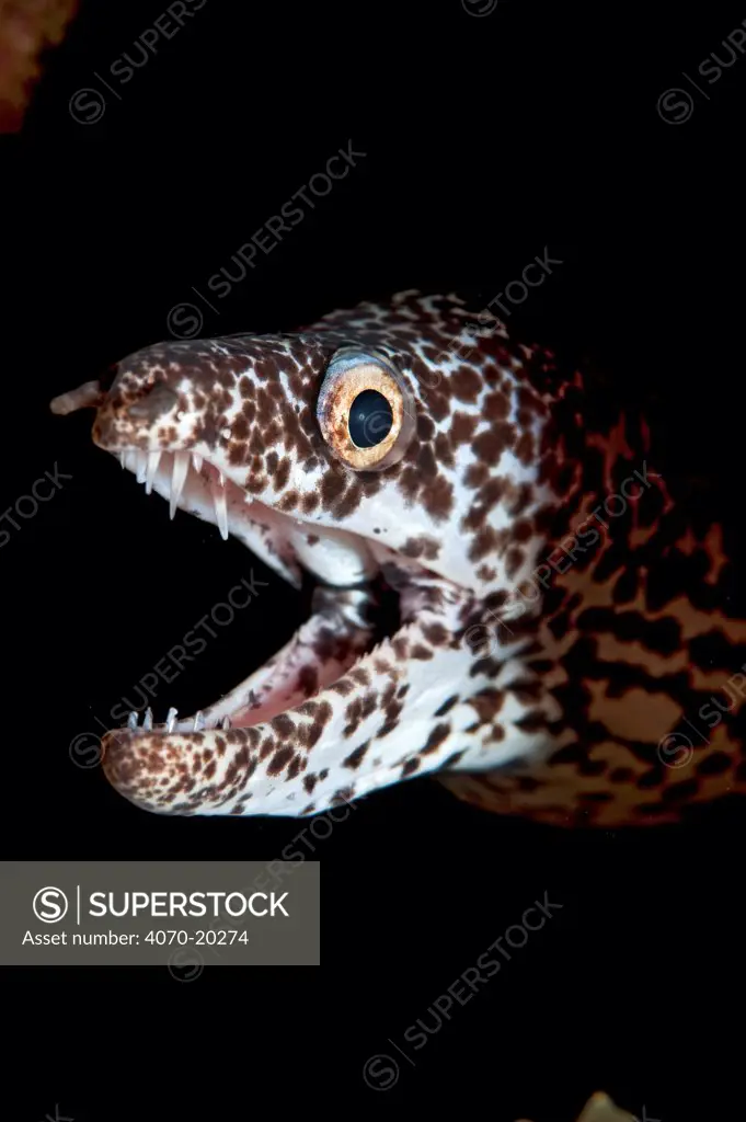 Spotted moray (Gymnothorax moringa) head portrait, reaching out from the reef at night, Sugar Wreck, Little Bahama Bank, The Bahamas, Caribbean Sea.