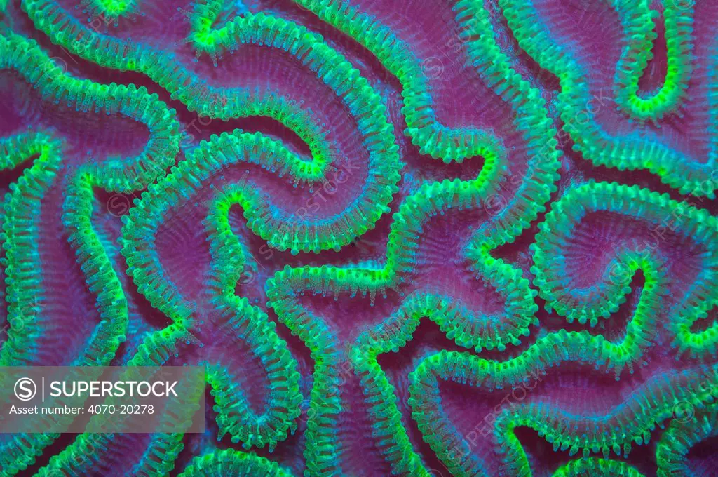 Grooved brain coral (Diploria labyrinthiformis) at night with polyps extended to feed, Grand Cayman, Cayman Islands, British West Indies. Caribbean Sea.