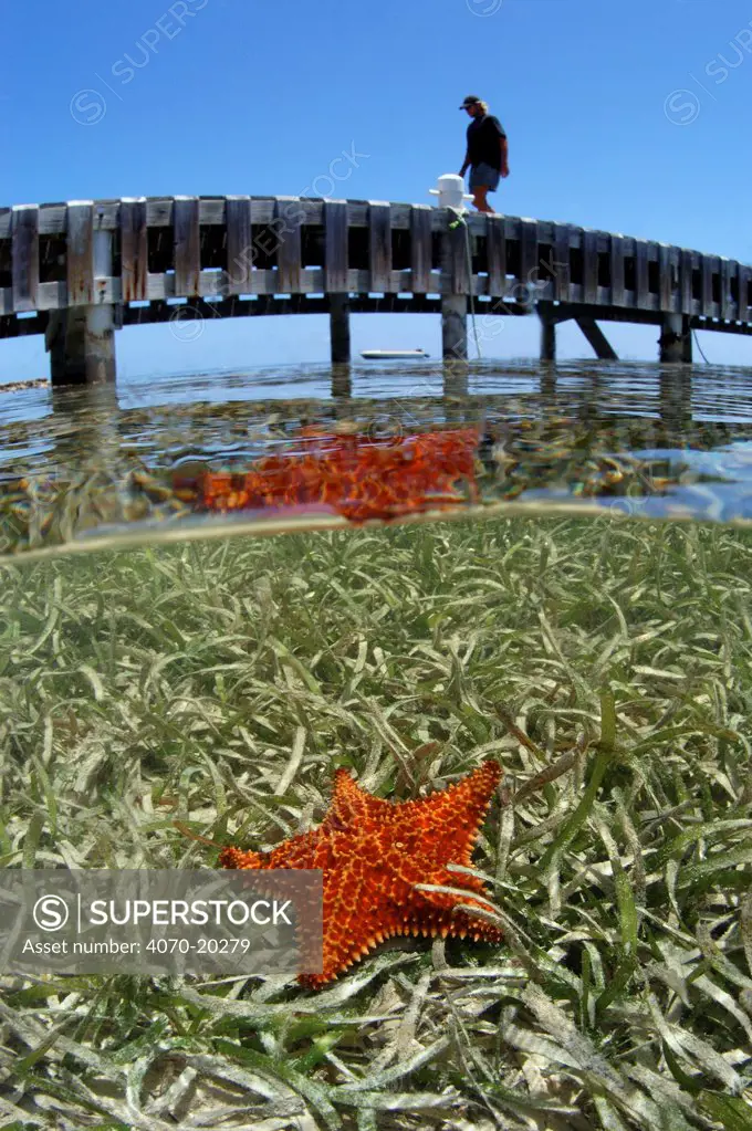 Cushion sea star (Oleaster reticulatus) on turtle grass (Thalassia testudinum) below  man standing on a jetty, East End, Grand Cayman, Cayman Islands, British West Indies. Caribbean Sea.