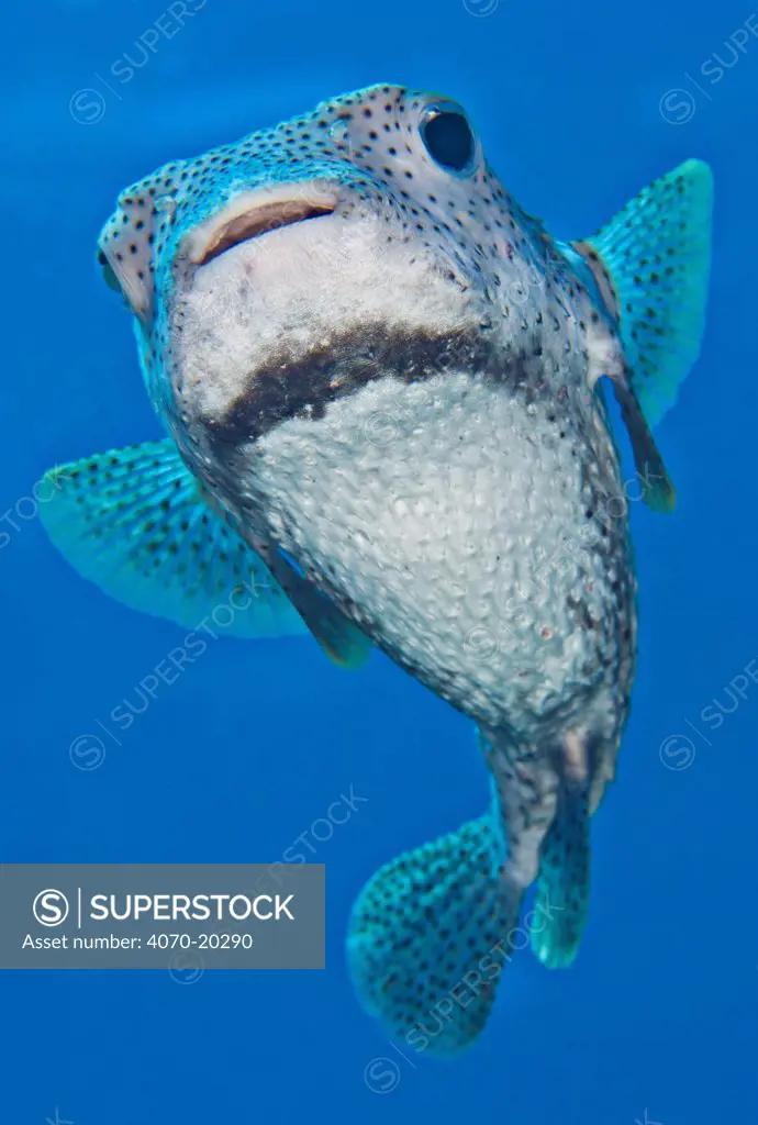 Spotted porcupinefish (Diodon hystrix) swimming in open water above a coral reef, West Bay, Grand Cayman, Cayman Islands, British West Indies, Caribbean Sea.