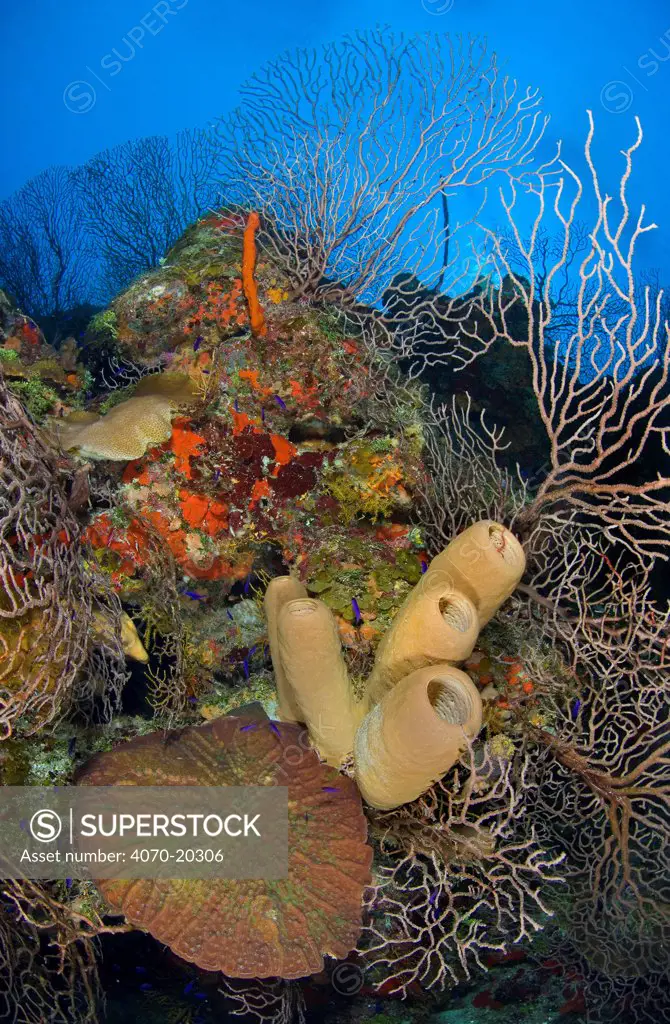 Coral reef outcrop with brown tube sponges (Agelas conifera) deepwater sea fans (Iciligorgia nodulifera) and knobby cactus coral (Mycetophyllia aliciae)  East End, Grand Cayman, Cayman Islands, British West Indies, Caribbean Sea.