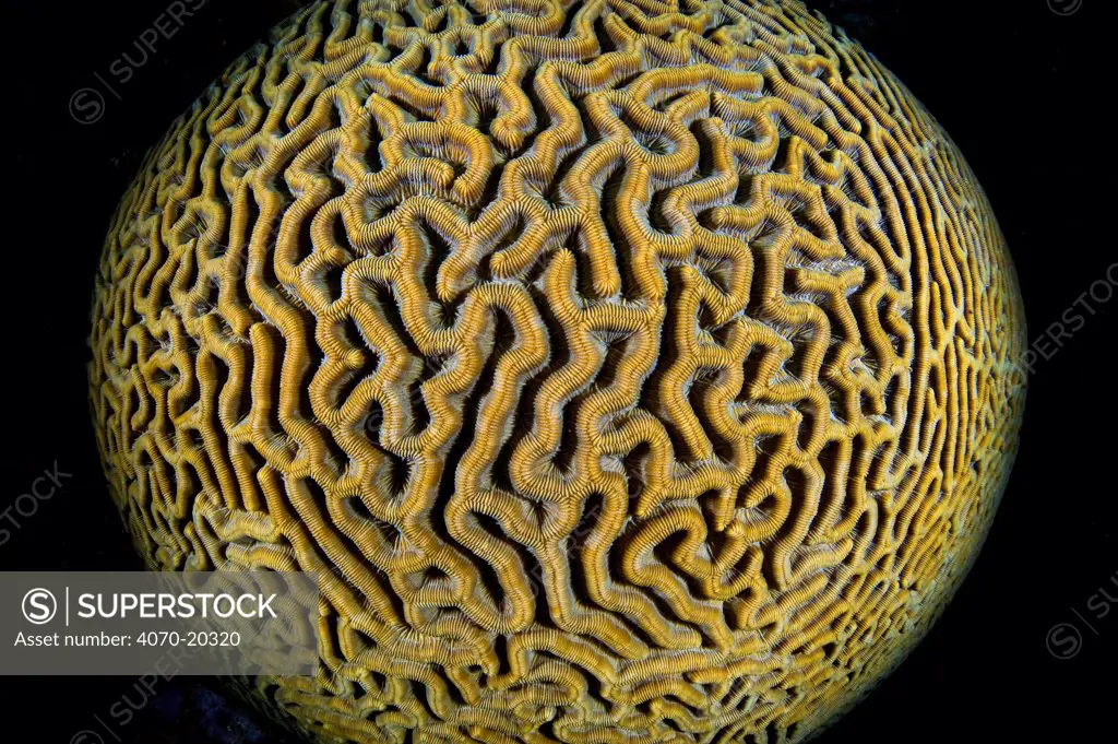 Brain coral (Colpophyllia natans) showing healthy coral, unmanipulated image. East End, Grand Cayman, Cayman Islands. British West Indies. Caribbean Sea.