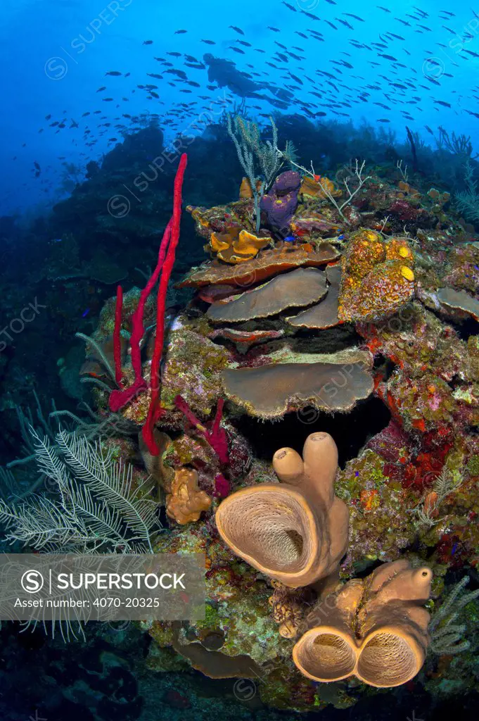 A bustling coral reef scene with sponges (Agelas conifera; Amphimedon compressa) soft and hard corals and a school of Creole wrasse (Clepticus parrae) East End, Grand Cayman, Cayman Islands, British West Indies, Caribbean Sea.
