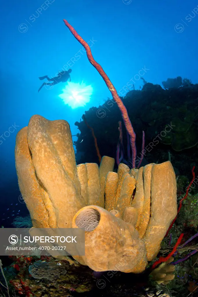 Brown tube sponges (Agelas conifera) formation on a reef wall, with sun shining through the water and diver above, East End, Grand Cayman, Cayman Islands, British West Indies, Caribbean Sea.