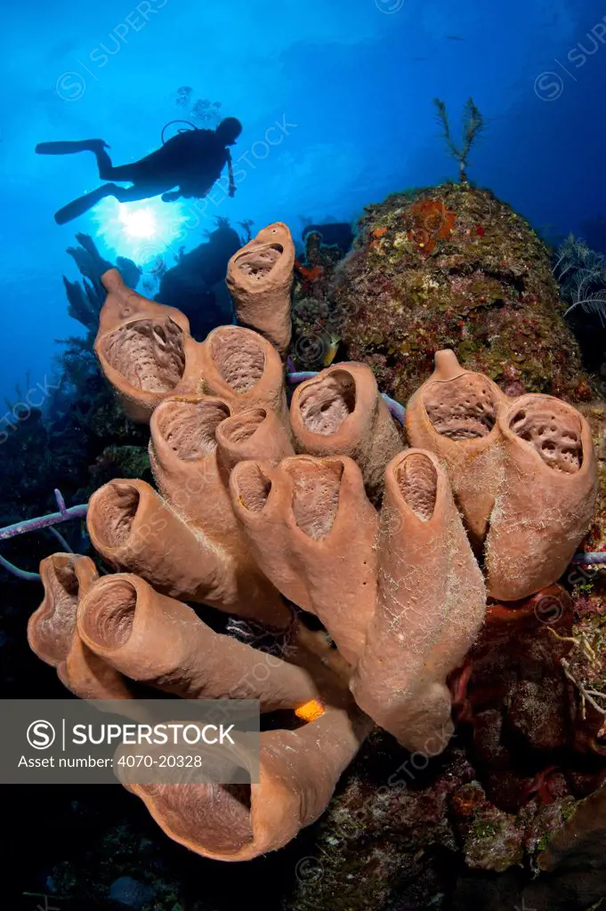 Brown tube sponges (Agelas conifera) formation on reef wall, with diver in distance, East End, Grand Cayman, Cayman Islands, British West Indies, Caribbean Sea.