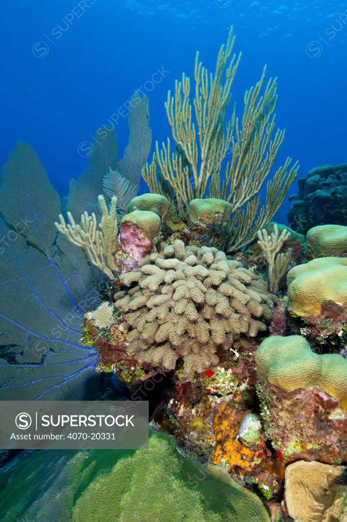 Mixed hard coral including finger coral (Porites porites) and soft corals growing on reef, Little Cayman, Cayman Islands, British West Indies, Caribbean Sea.