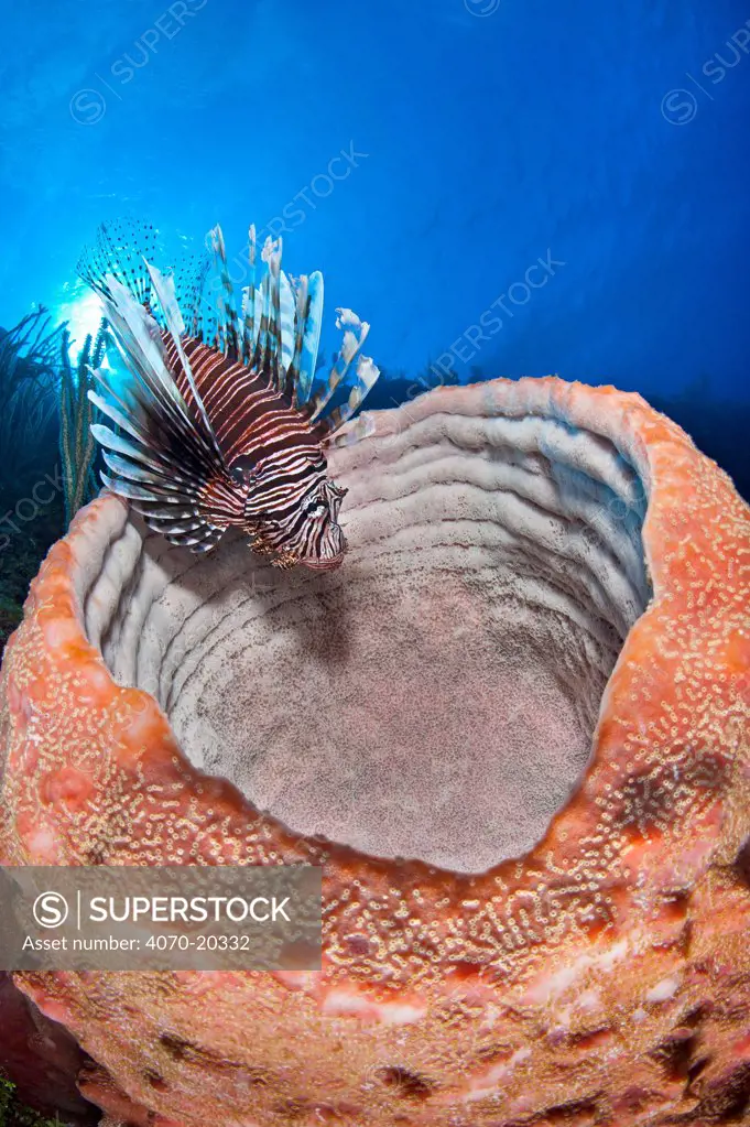 Lionfish (Pterois volitans) sitting on the rim of large sponge on Bloody Bay Wall, Little Cayman, Cayman Islands, Caribbean Sea.