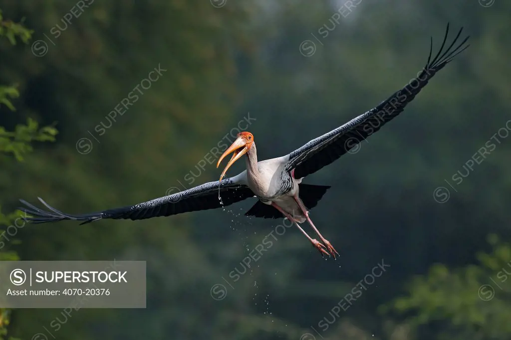 Painted stork (Mycteria leucocephala) in flight, bringing water to its thirsty chicks, Keoladeo Ghana NP, Bharatpur, Rajasthan, India