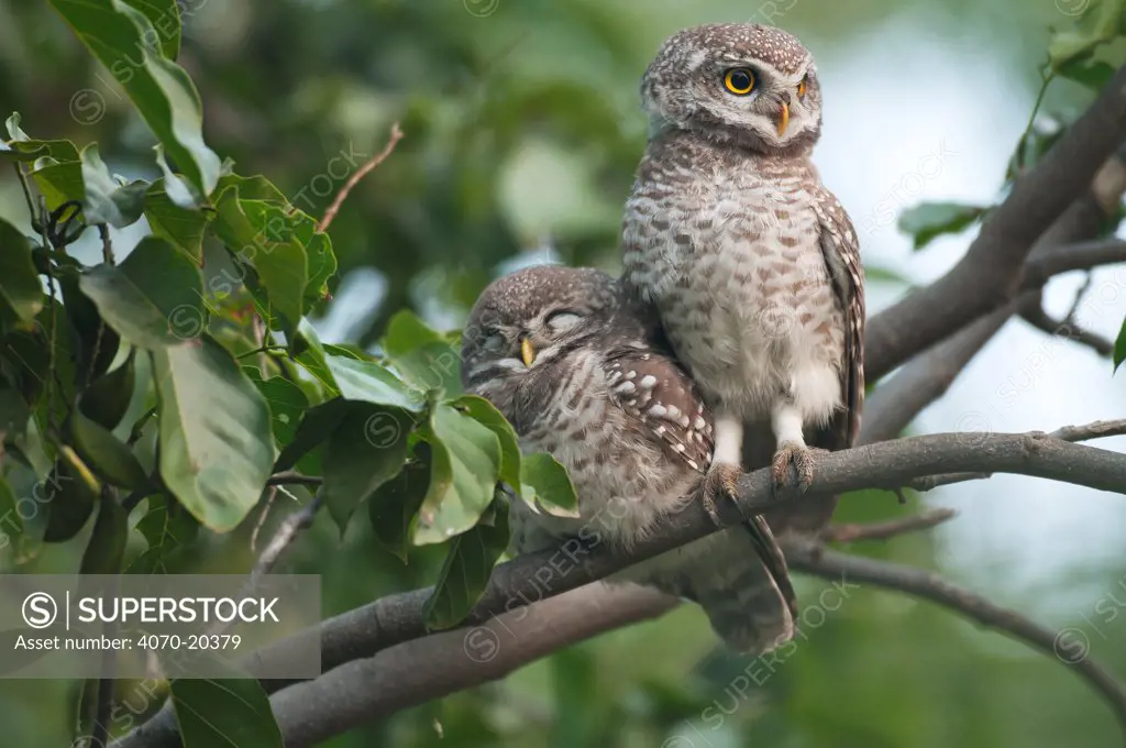 Spotted owlets (Athene brama) two chicks on branch, Keoladeo Ghana NP, Bharatpur, Rajasthan, India
