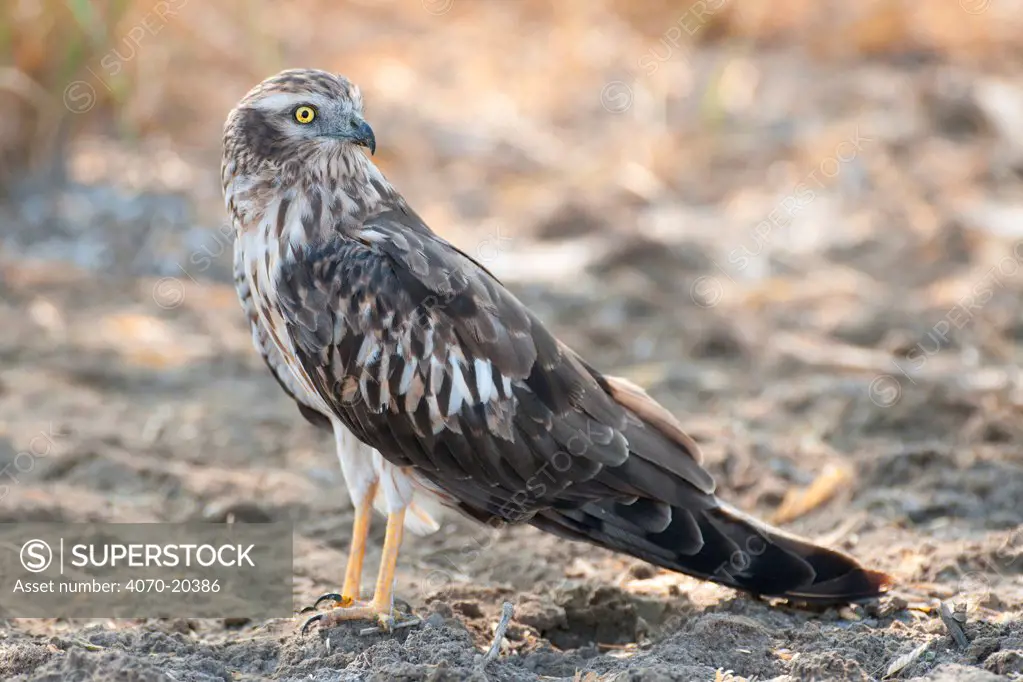 Montagu's harrier (Circus pygargus) adult female, Velvadar, Gujarat, India