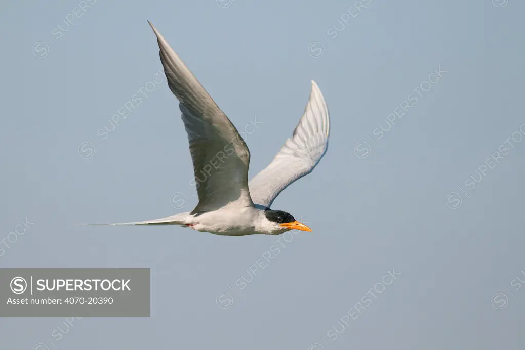 Indian river tern (Sterna aurantia) in flight, Little Rann of Kutch, Gujarat, India