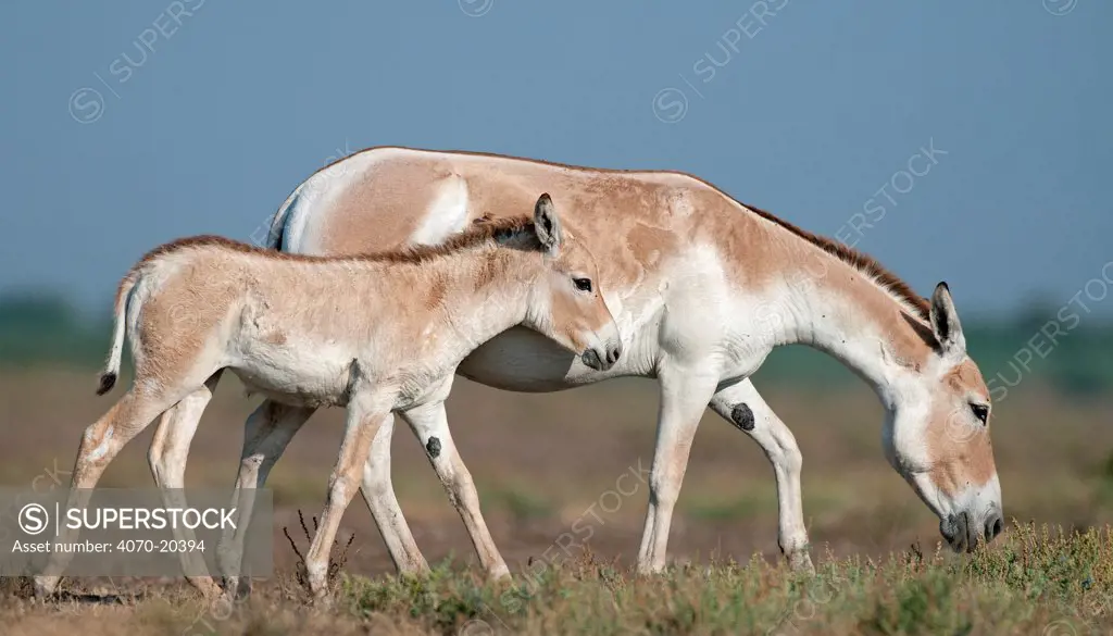 Khur  / Asiatic wild ass (Equus hemionus) with foal, Little Rann of Kutch, Gujarat, India